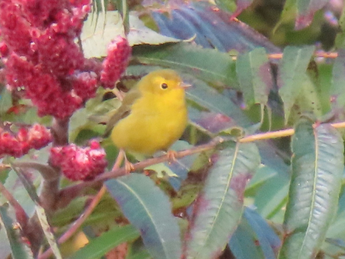 Wilson's Warbler - ML623537129