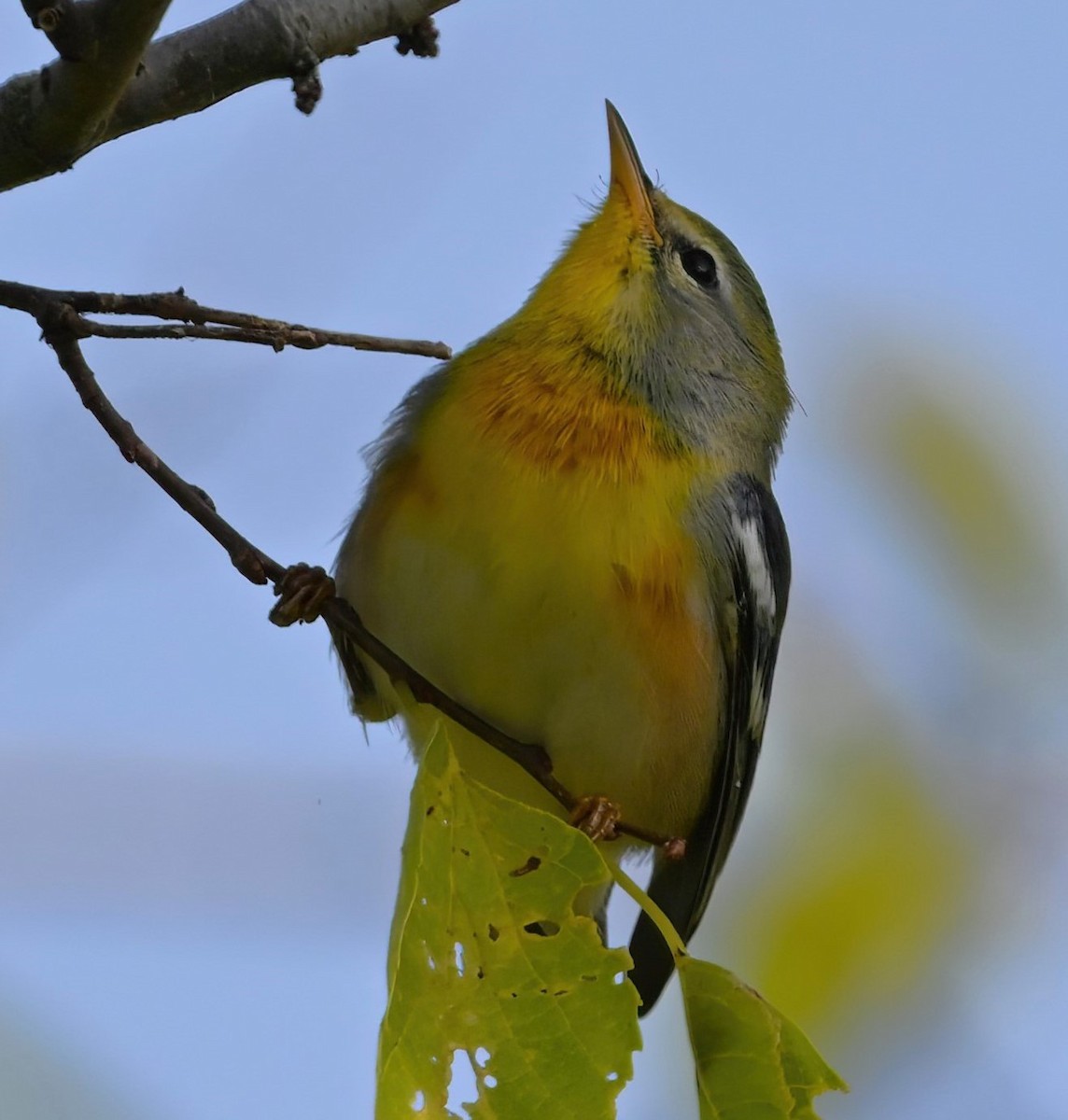 Northern Parula - ML623537130
