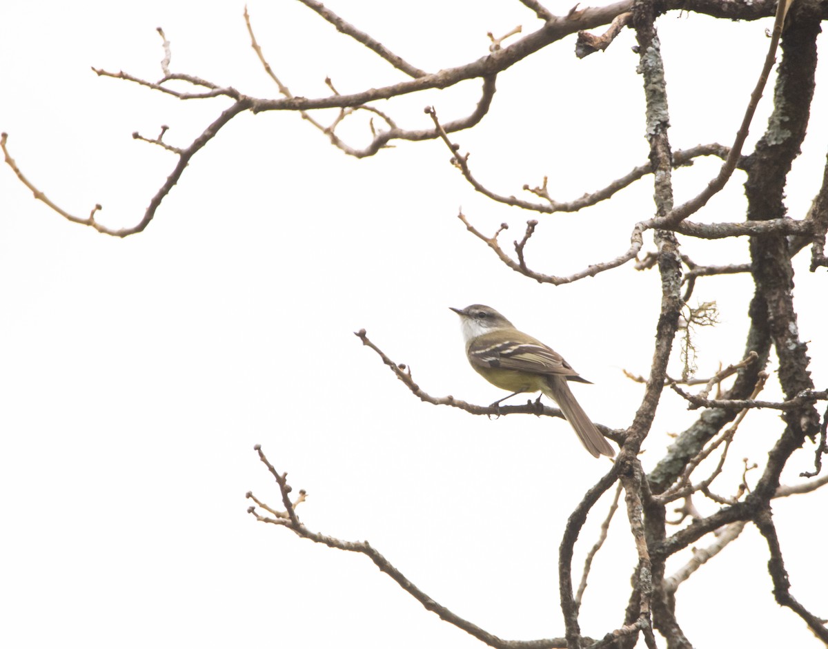 White-throated Tyrannulet - Dominic Oviedo Löwen