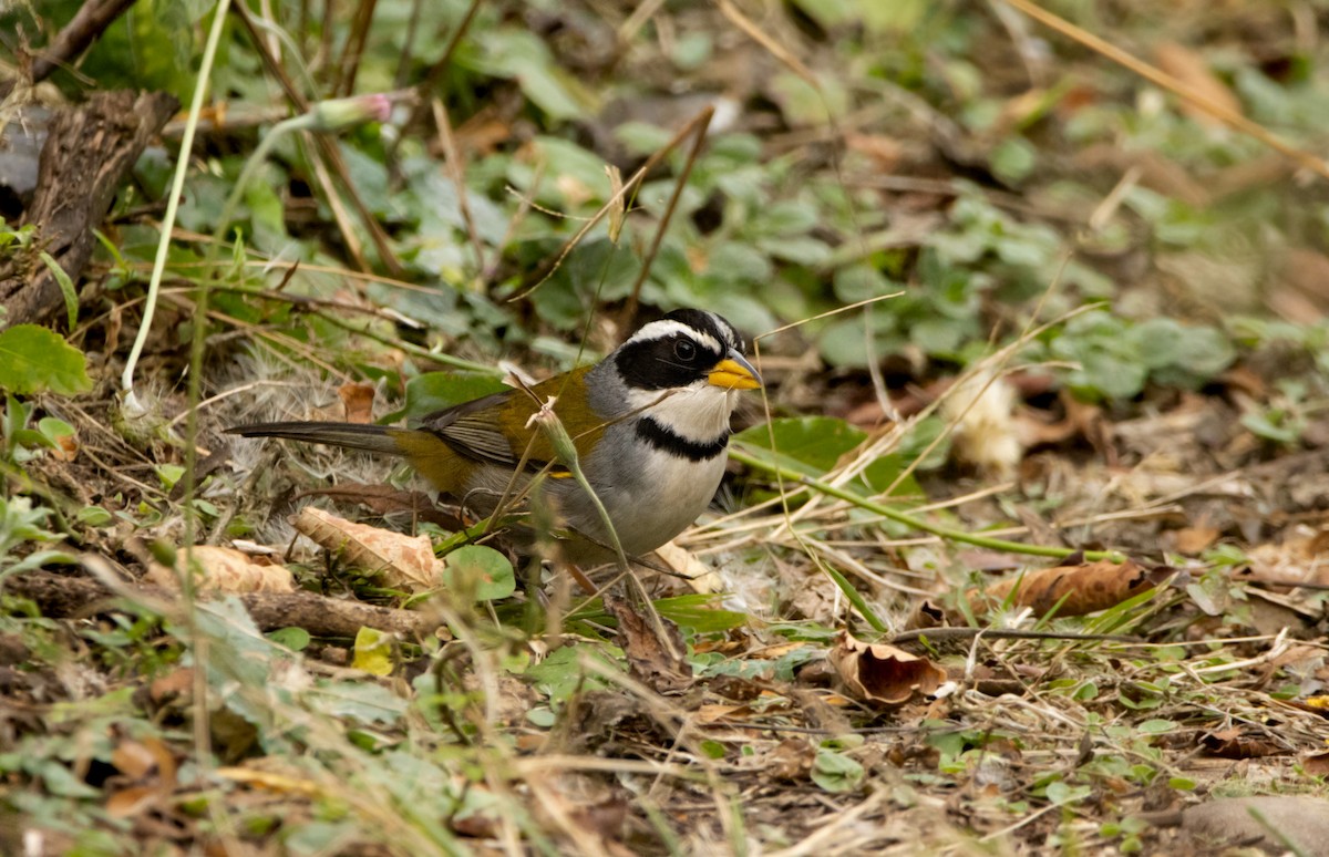 Moss-backed Sparrow - ML623537149