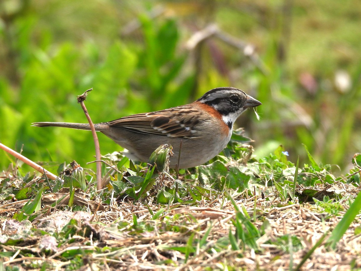 Rufous-collared Sparrow - ML623537164