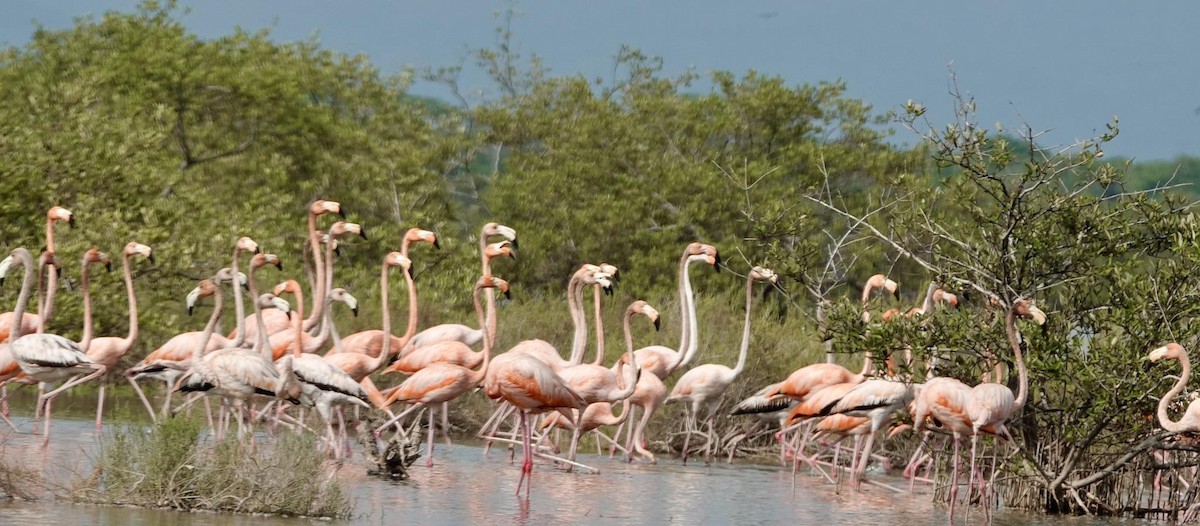 American Flamingo - ML623537202