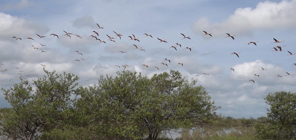 American Flamingo - ML623537215