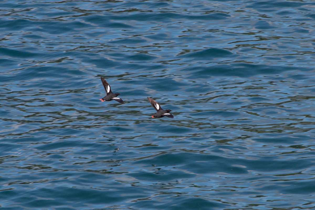 Pigeon Guillemot - ML623537234