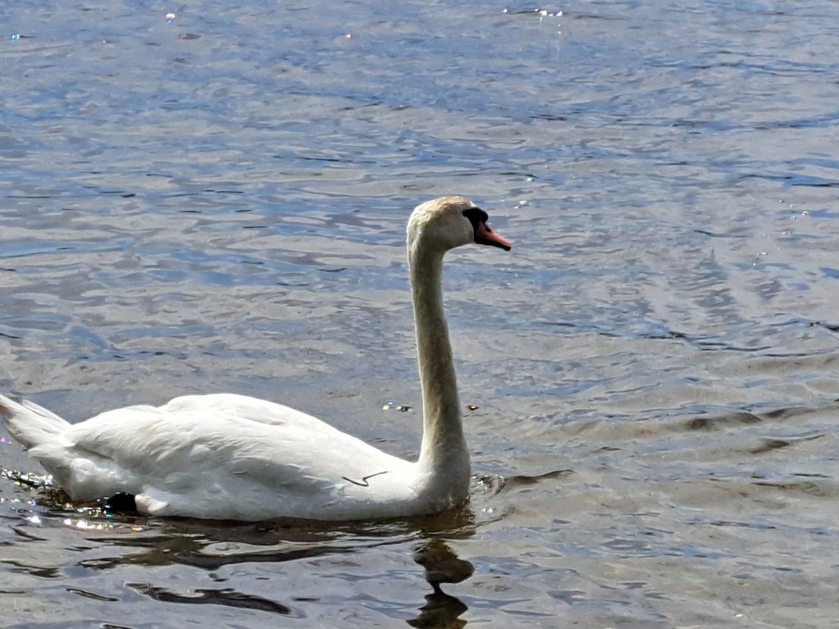 Mute Swan - ML623537343