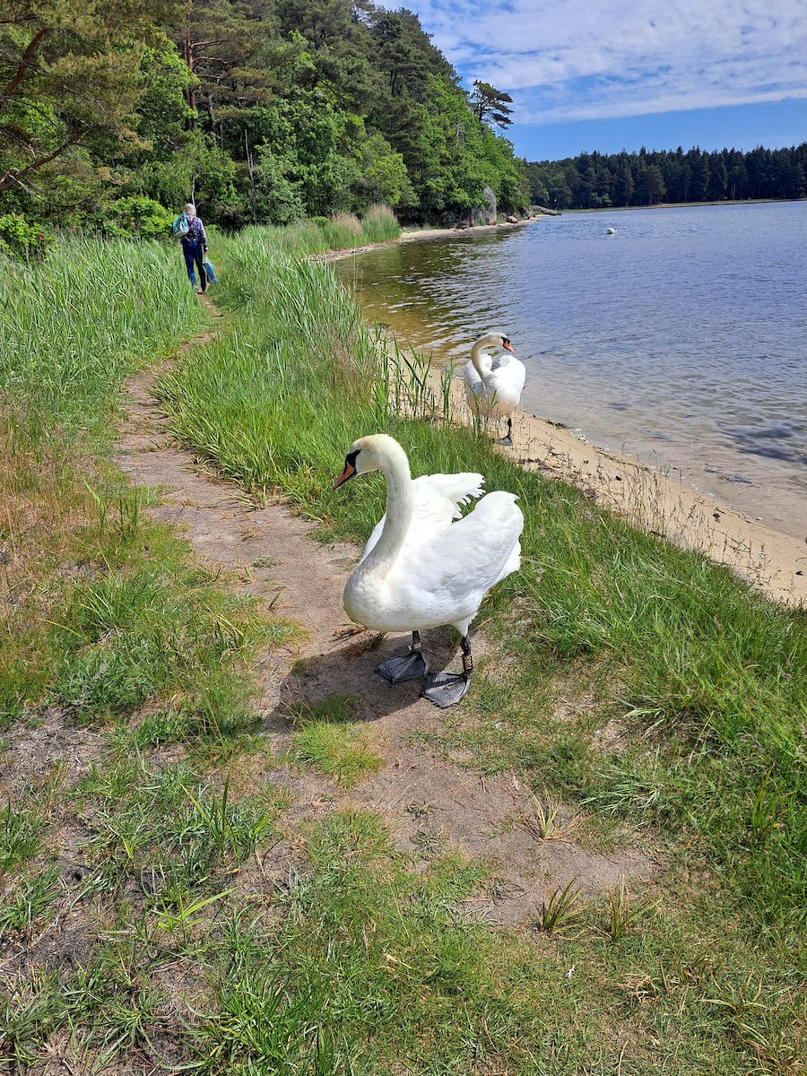 Mute Swan - ML623537344