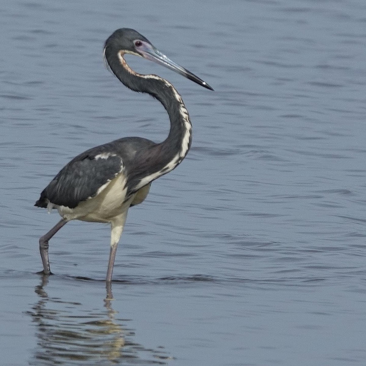 Tricolored Heron - ML623537349