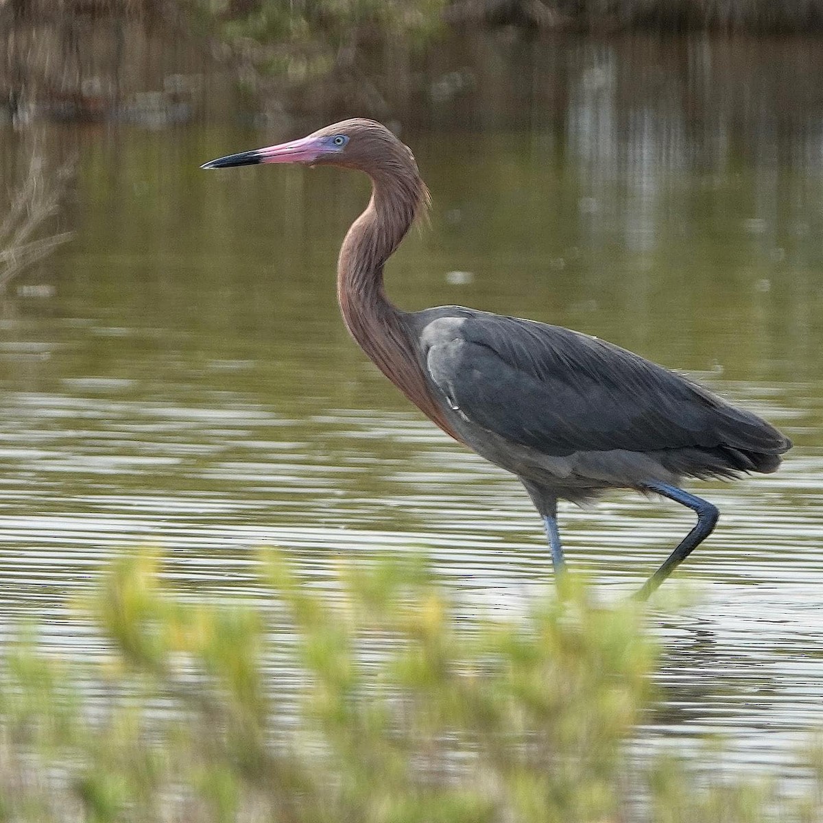 Reddish Egret - ML623537360