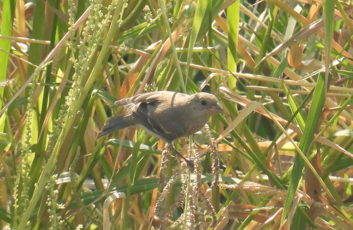 Lazuli Bunting - Chris Dean