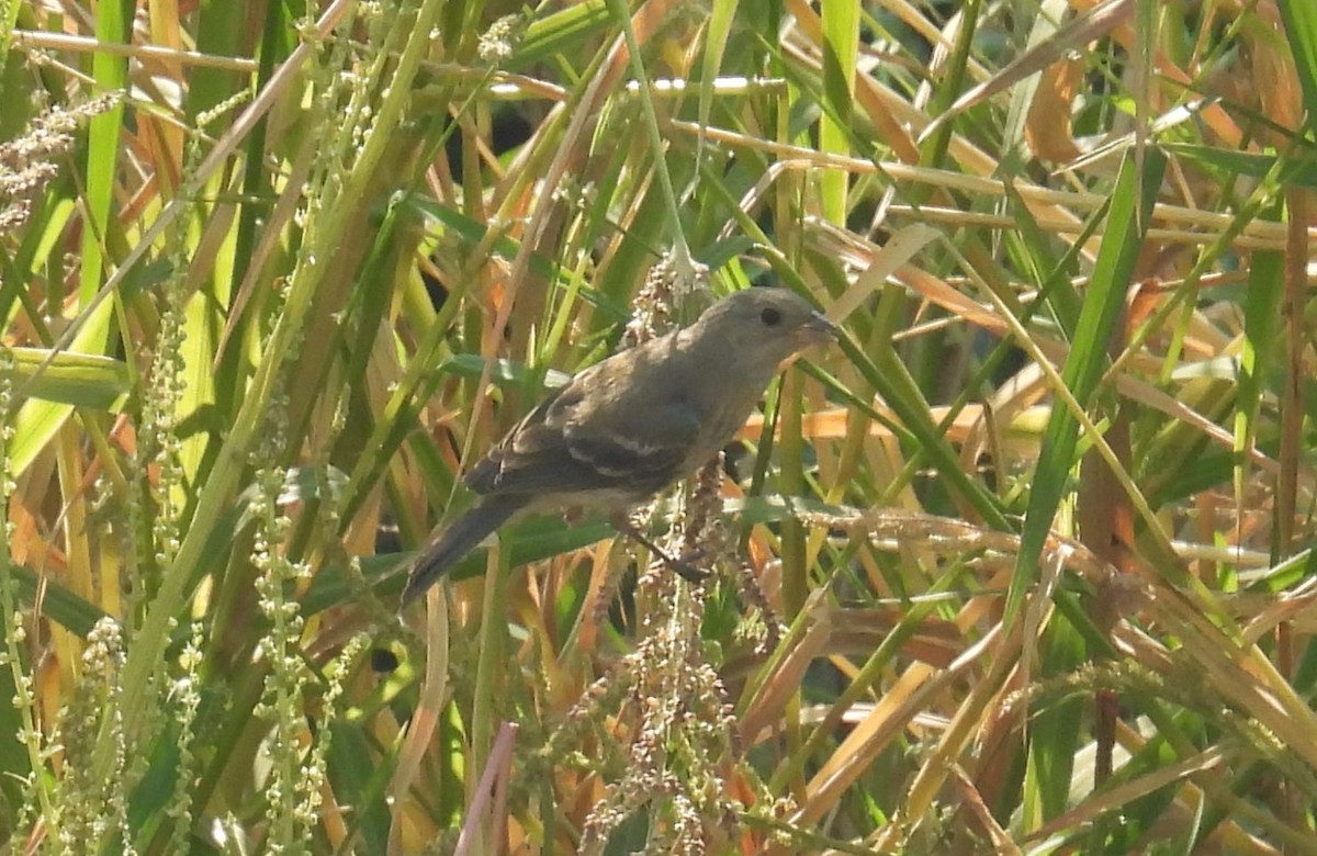 Lazuli Bunting - Chris Dean