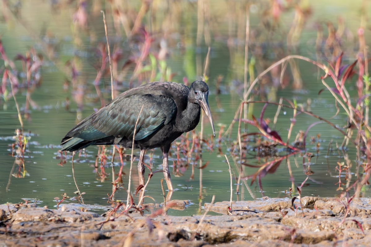 Bare-faced Ibis - ML623537374