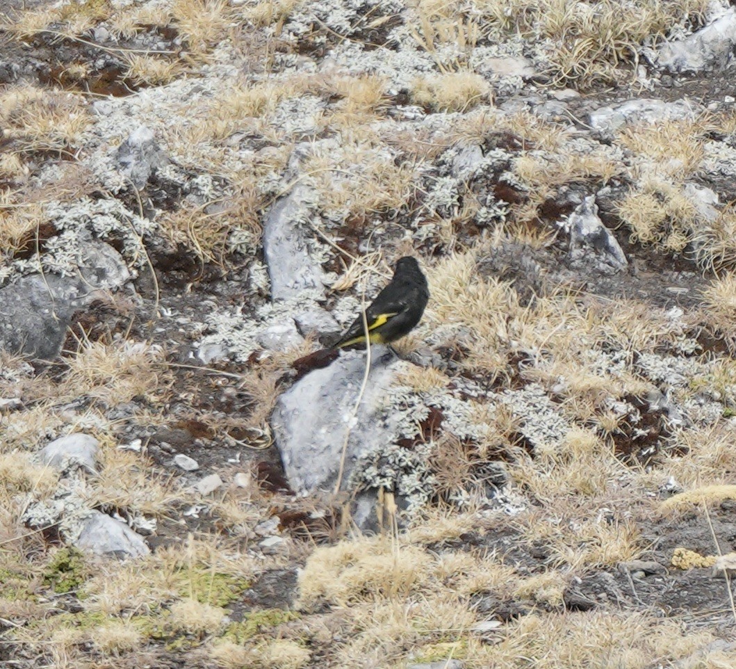 Black Siskin - ML623537384