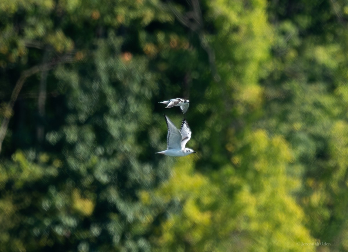 Little Gull - ML623537420