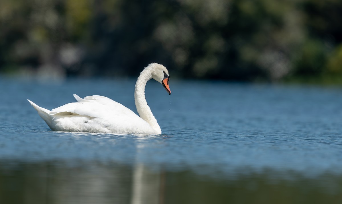 Mute Swan - Jeremiah Oden