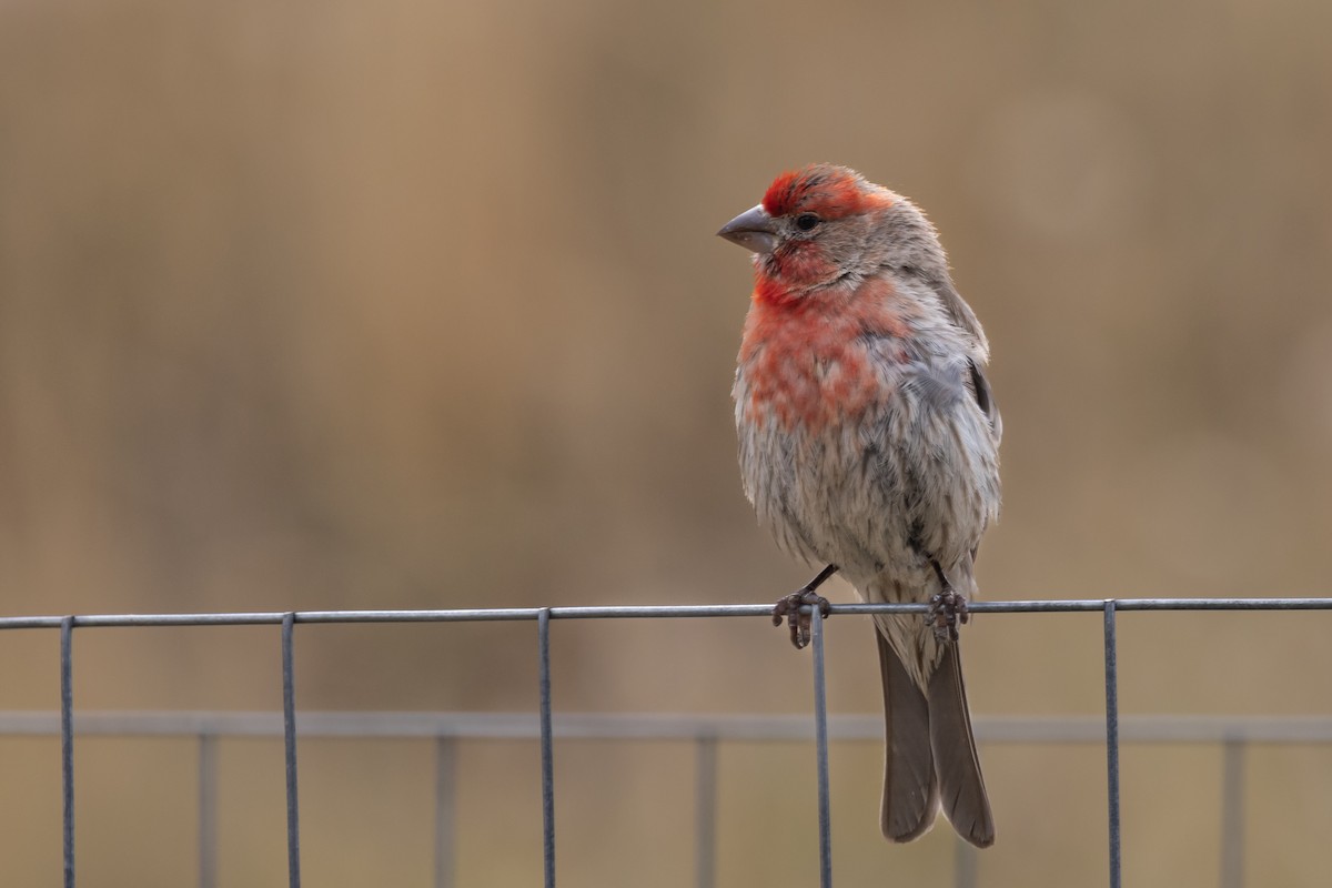 House Finch - ML623537432