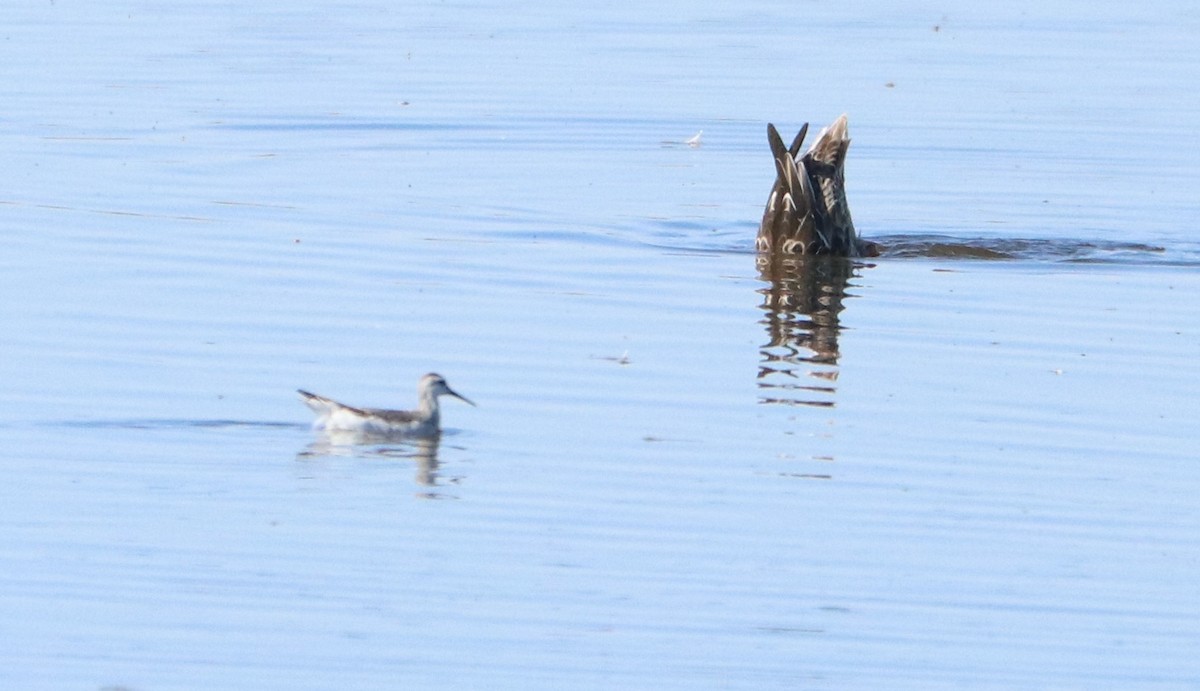 Wilson's Phalarope - ML623537438