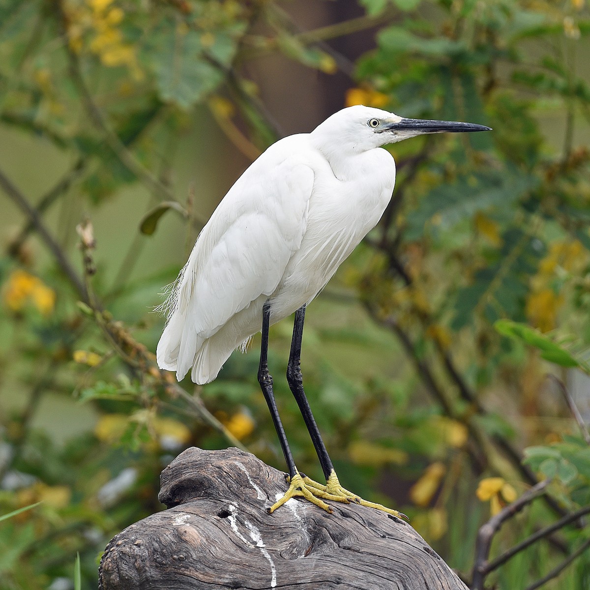 Little Egret - ML623537557