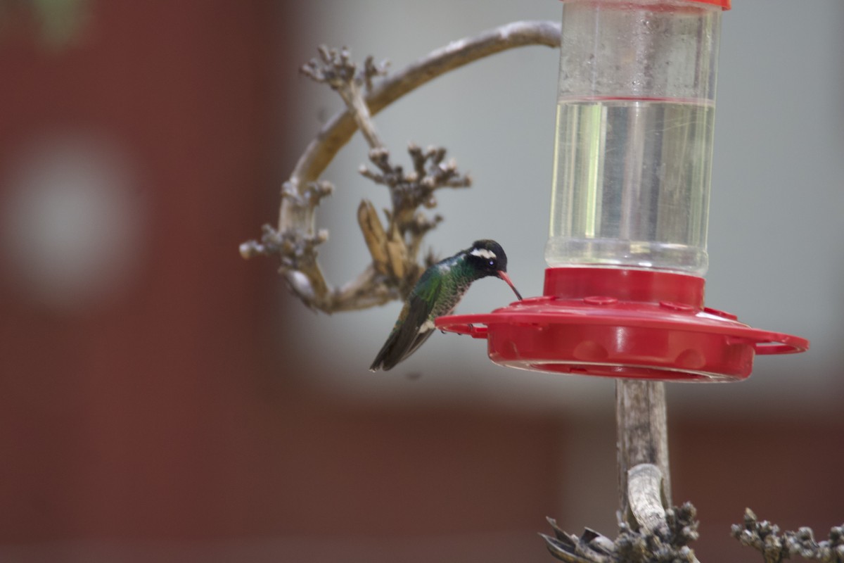 White-eared Hummingbird - ML623537572