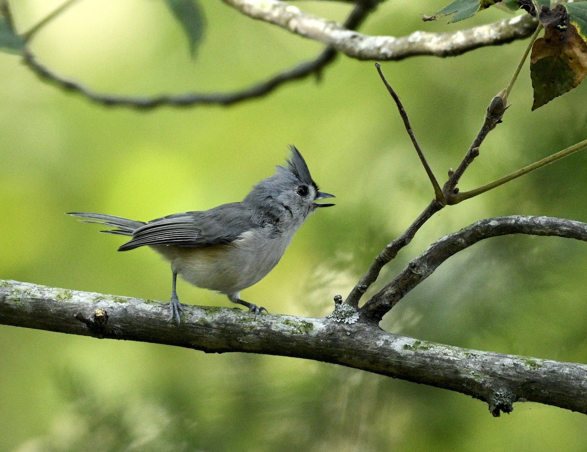 sýkora rezavoboká - ML623537594