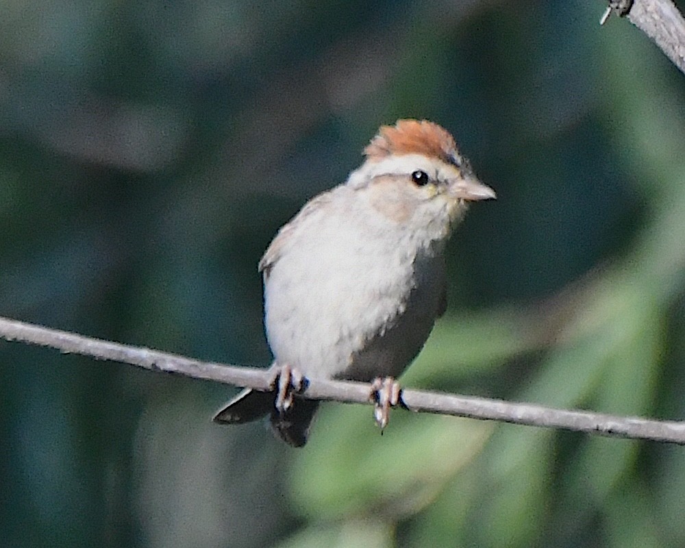 Chipping Sparrow - ML623537661