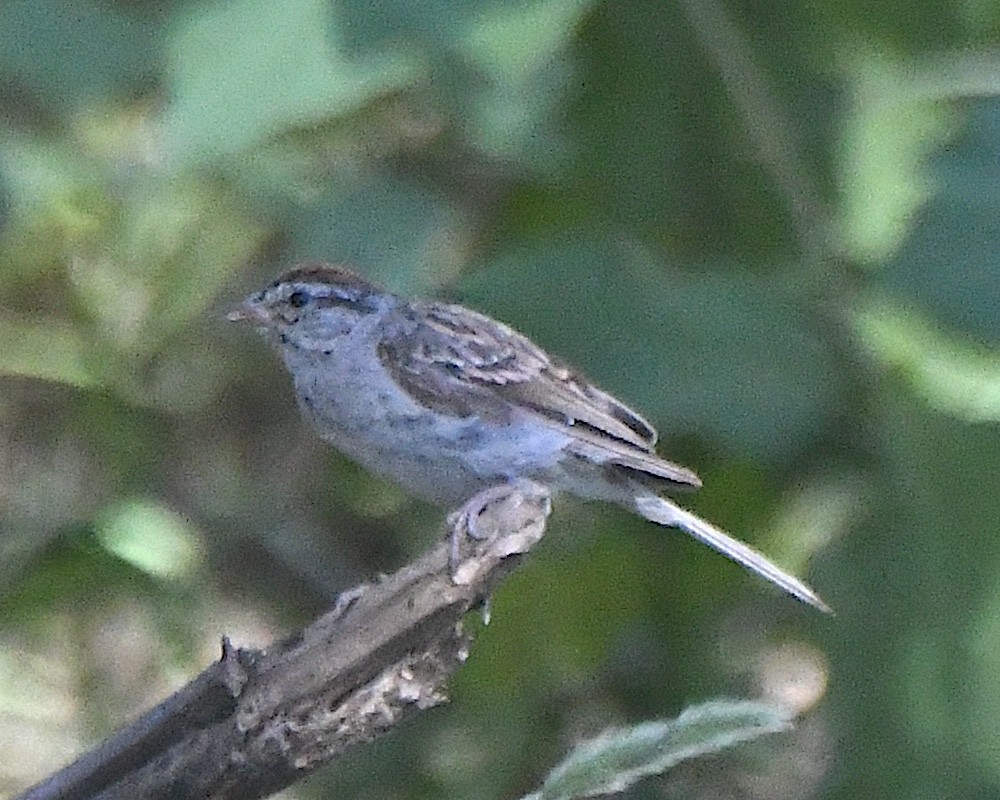 Chipping Sparrow - ML623537741