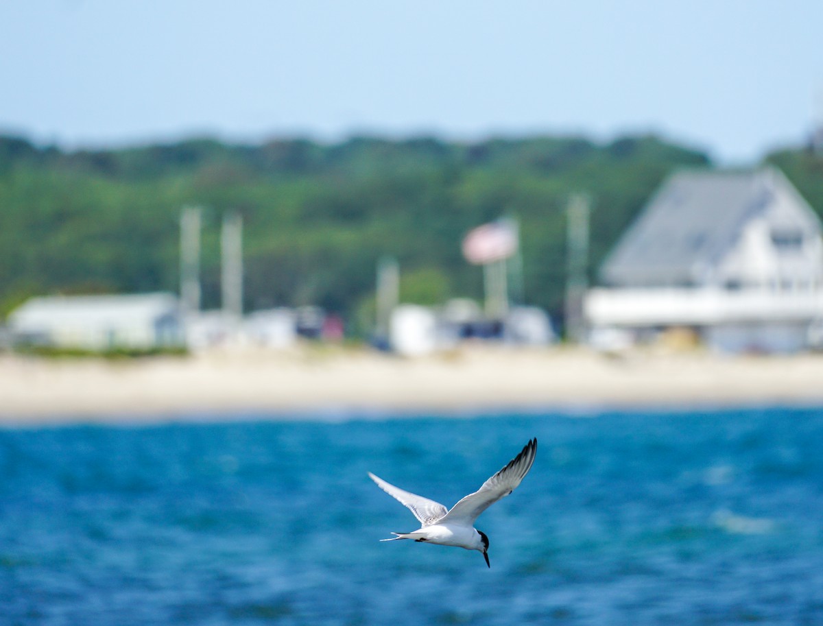 Common Tern - Ken Washburn