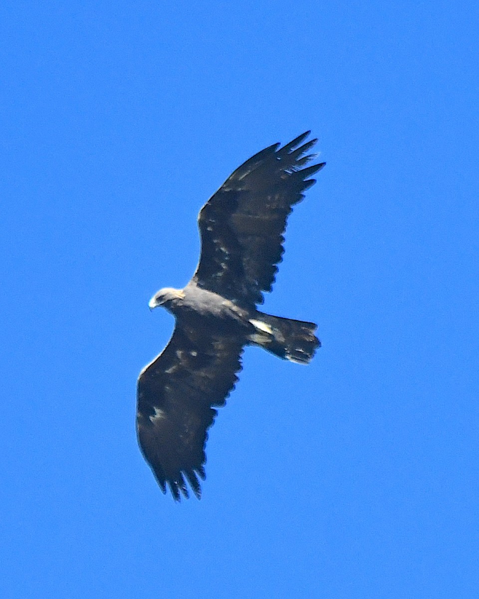 Águila Real - ML623537816