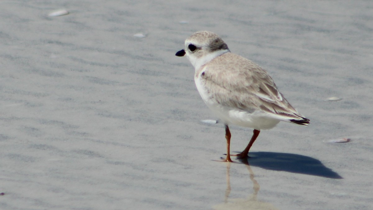 Piping Plover - Vincent Palmer