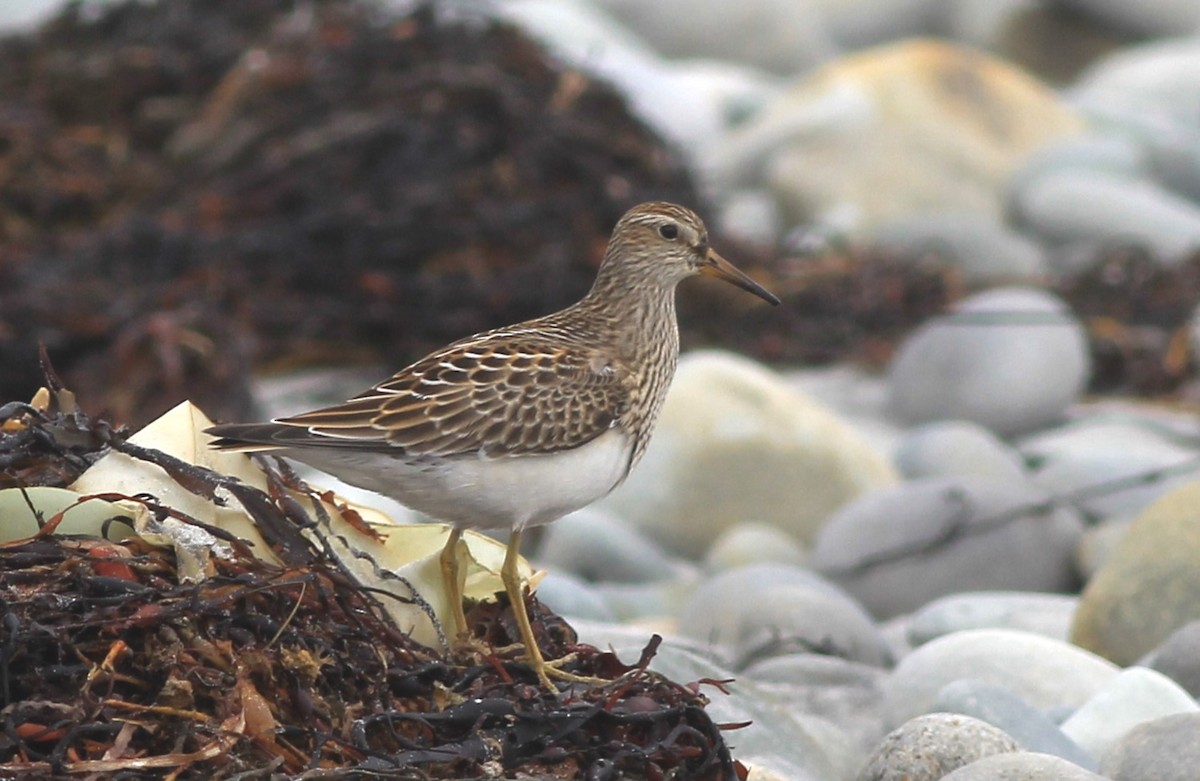 Pectoral Sandpiper - ML623537889