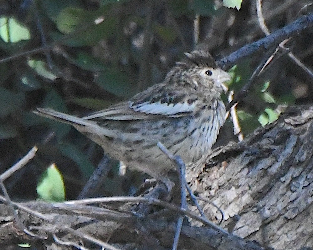 Lark Bunting - Ted Wolff