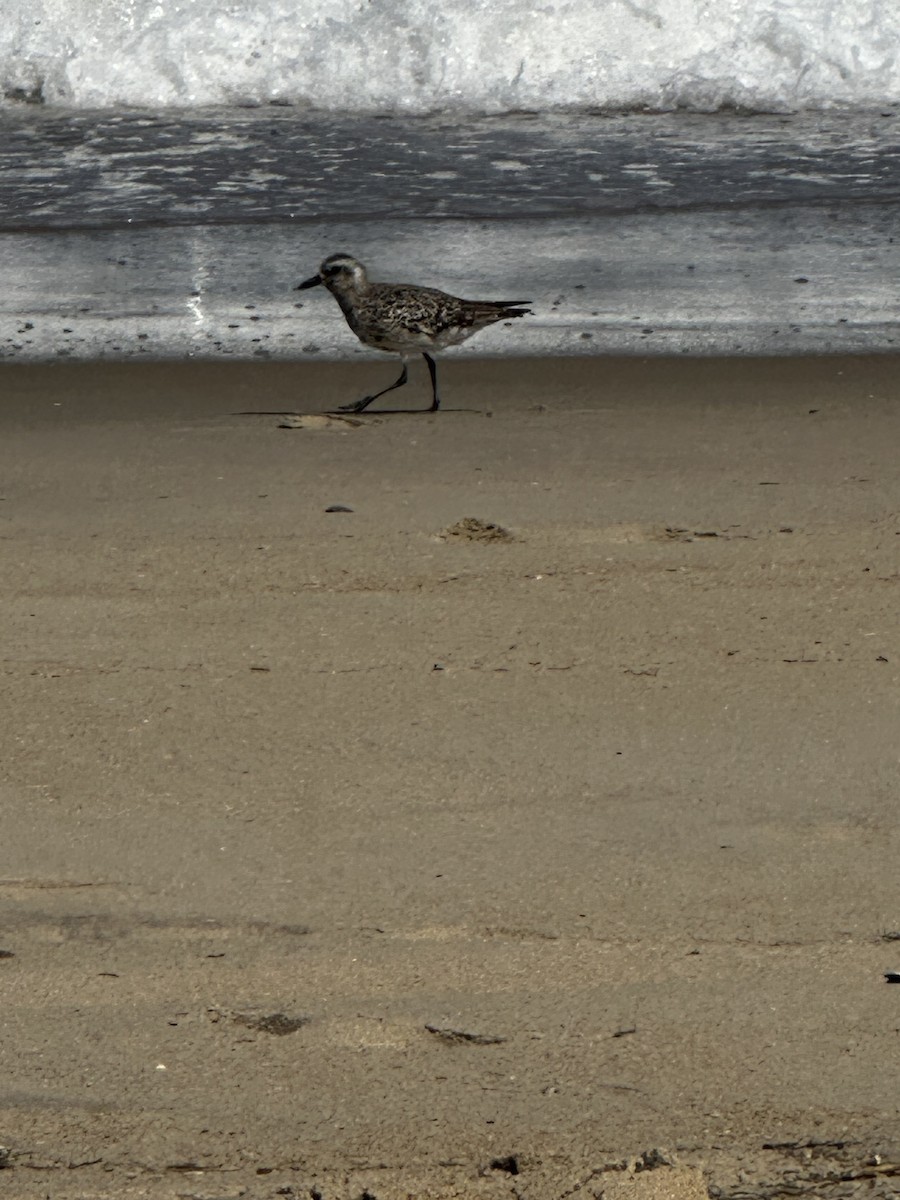 Black-bellied Plover - ML623537917