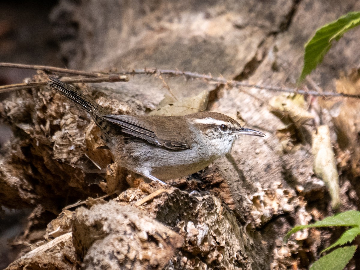 Bewick's Wren - ML623537924