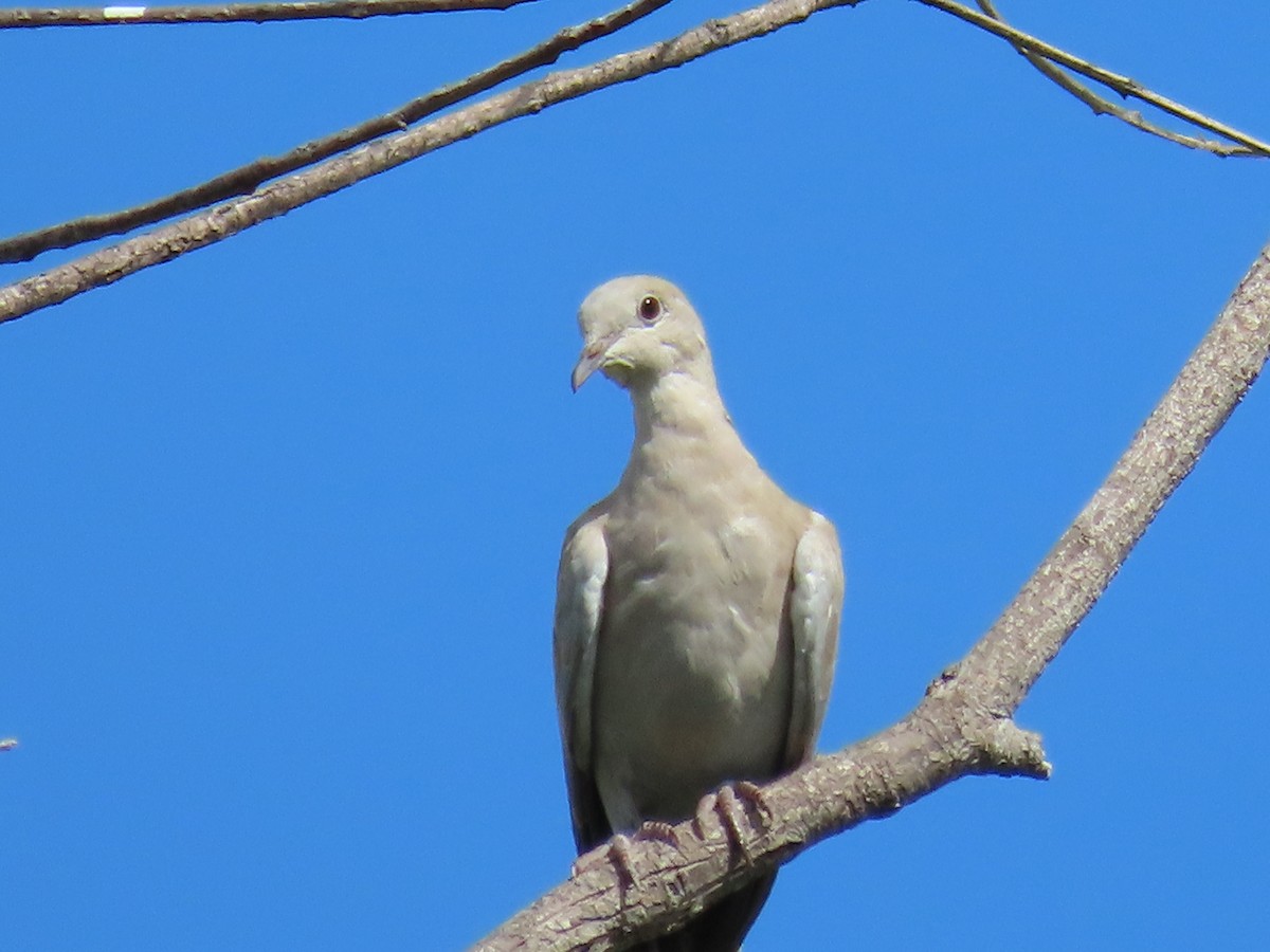 Eurasian Collared-Dove - ML623537936