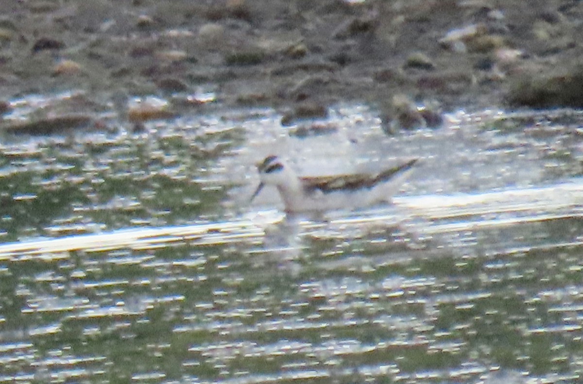 Red-necked Phalarope - Lois Richardson