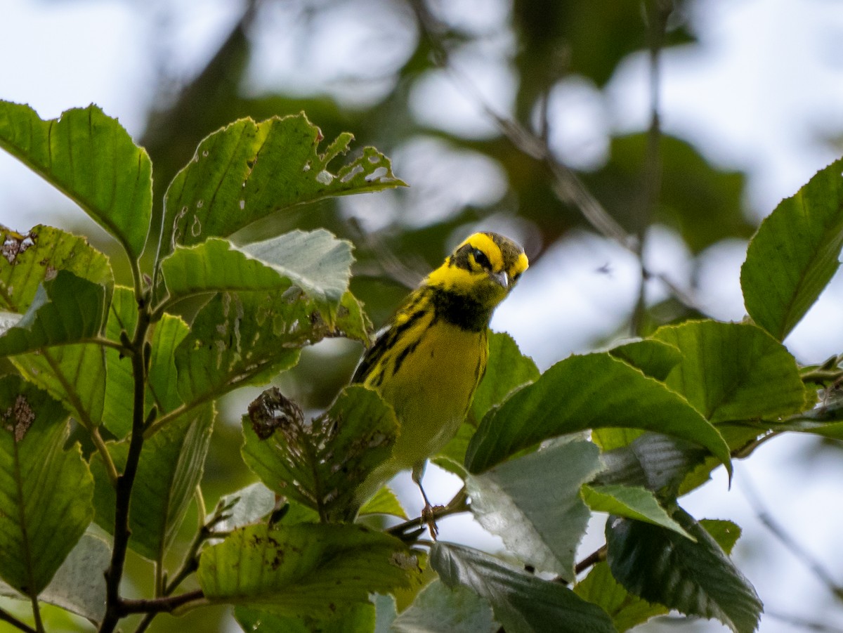 Townsend's Warbler - ML623538002