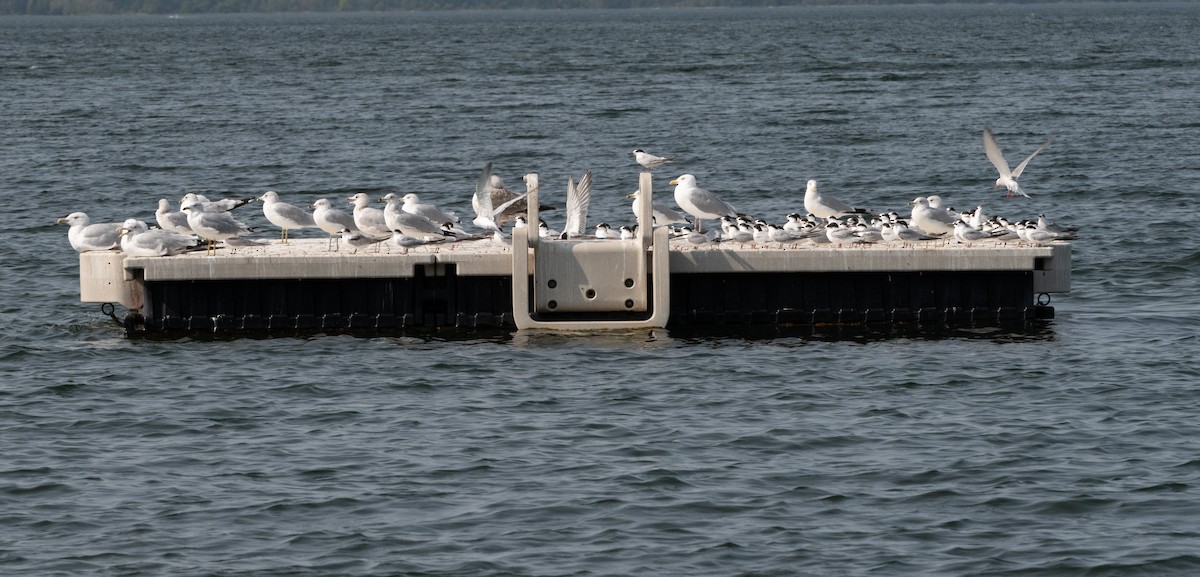 Common Tern - ML623538042