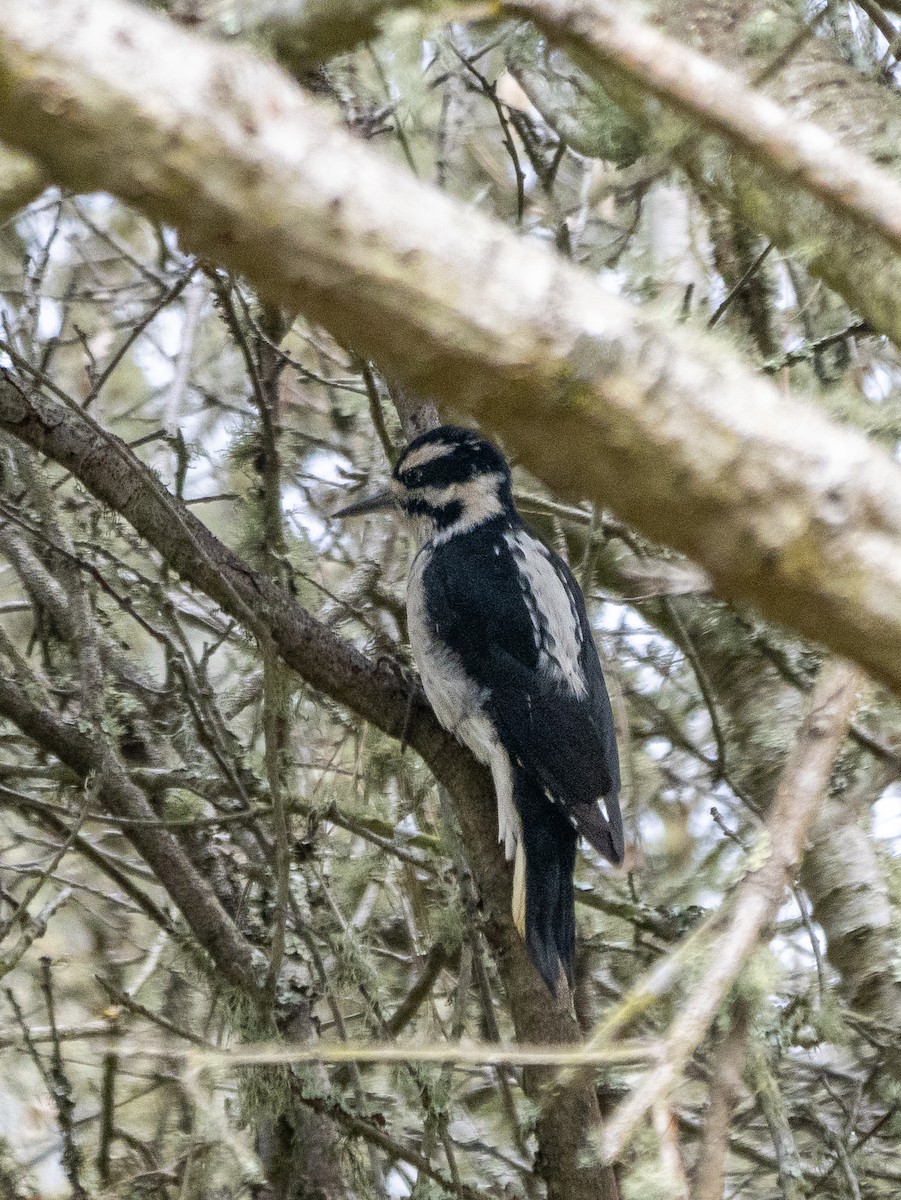 Hairy Woodpecker - Lee Friedman