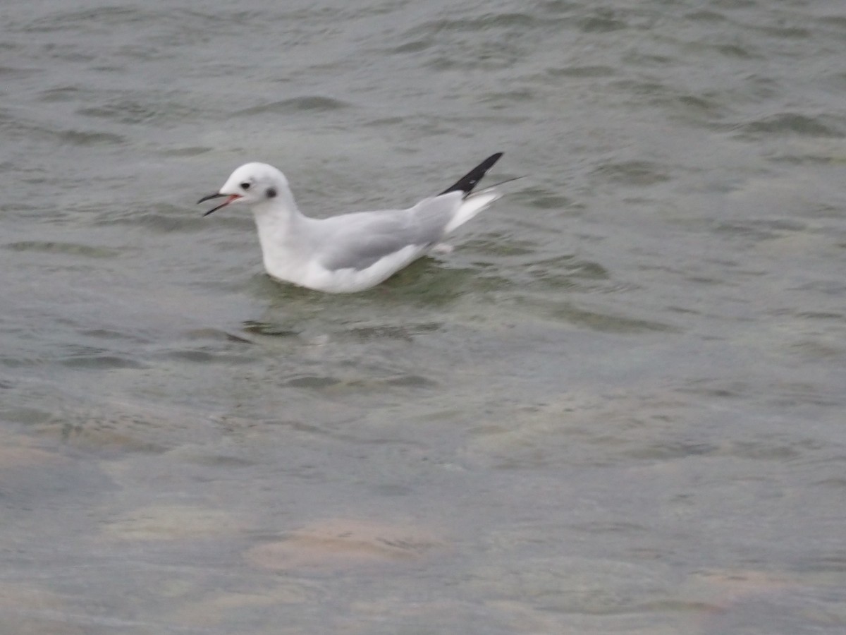 Bonaparte's Gull - ML623538046