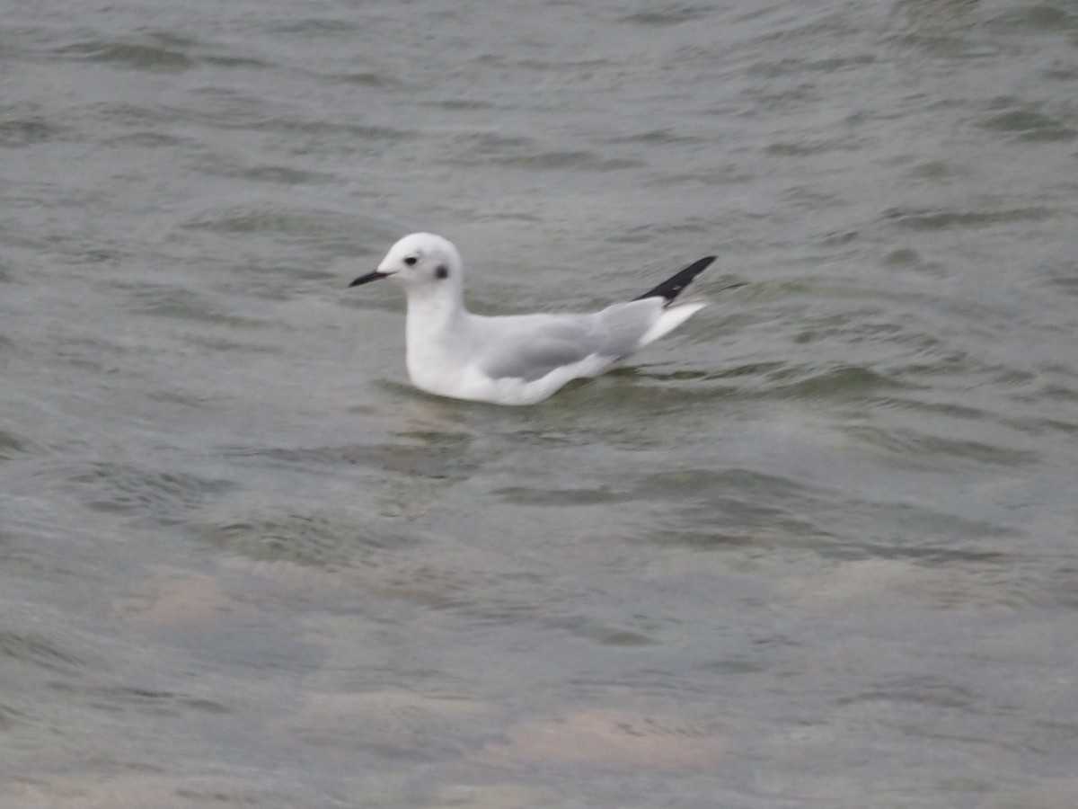 Bonaparte's Gull - ML623538047