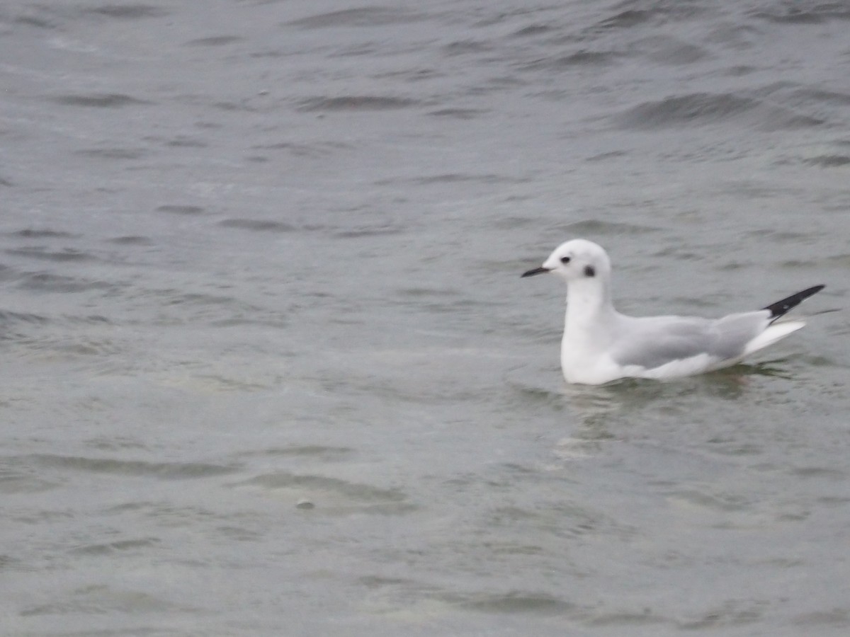 Bonaparte's Gull - ML623538048