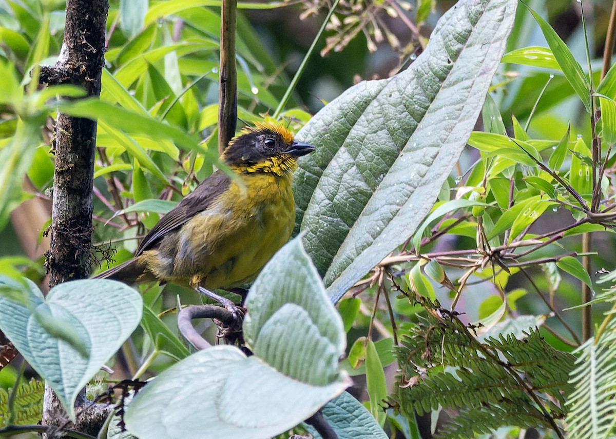 Tricolored Brushfinch - ML623538055