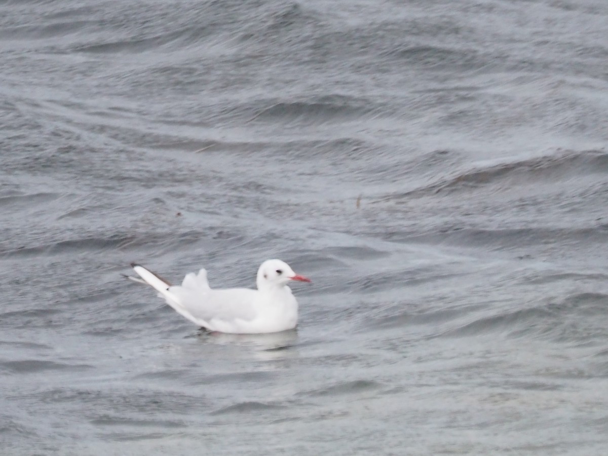 Black-headed Gull - ML623538064