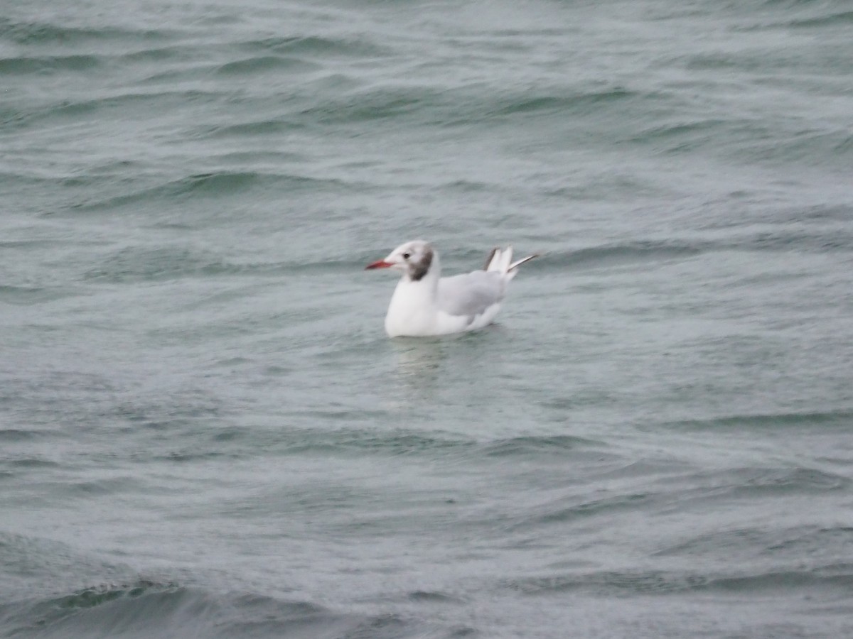 Black-headed Gull - ML623538066