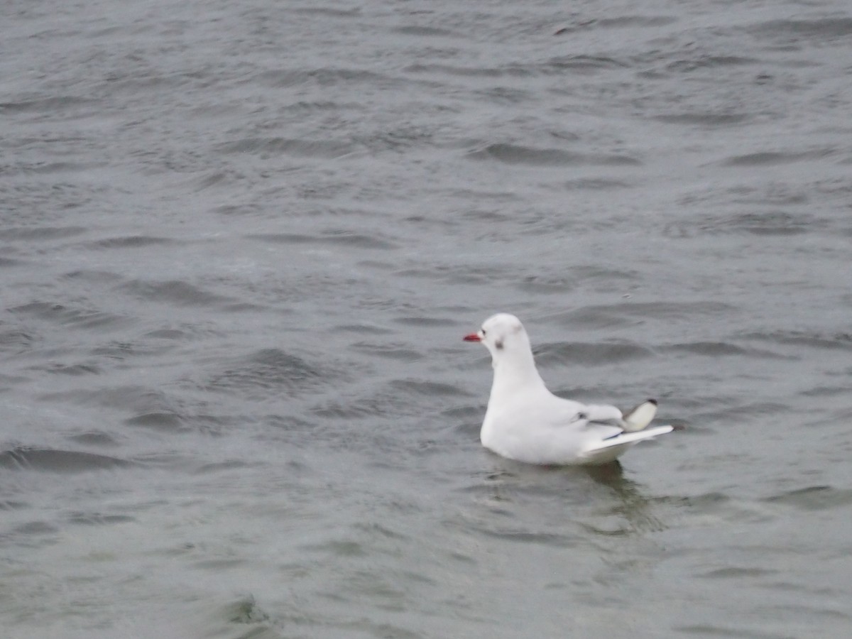 Black-headed Gull - ML623538067