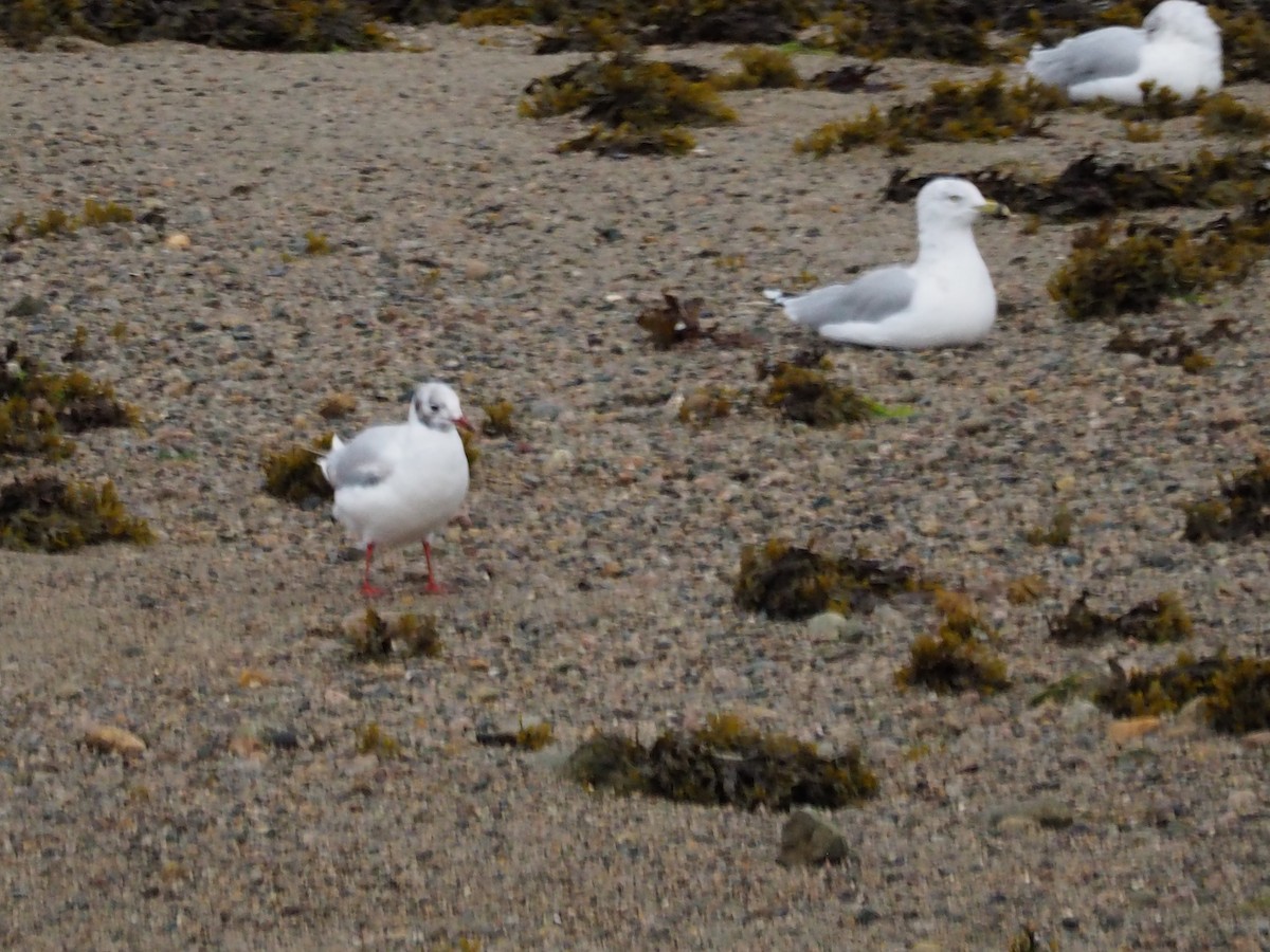Black-headed Gull - ML623538068