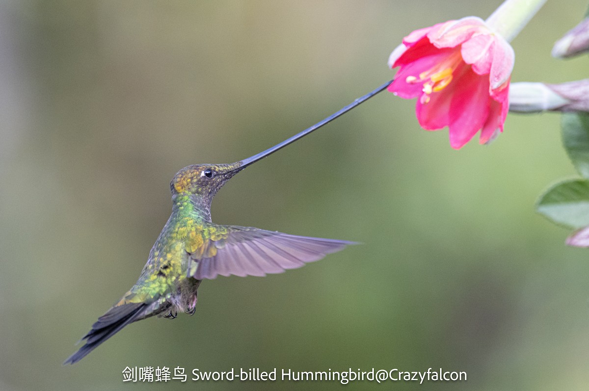 Colibrí Picoespada - ML623538079