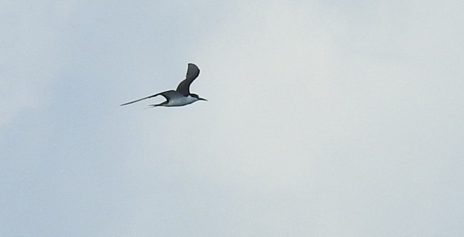 Sooty Tern - ML623538116