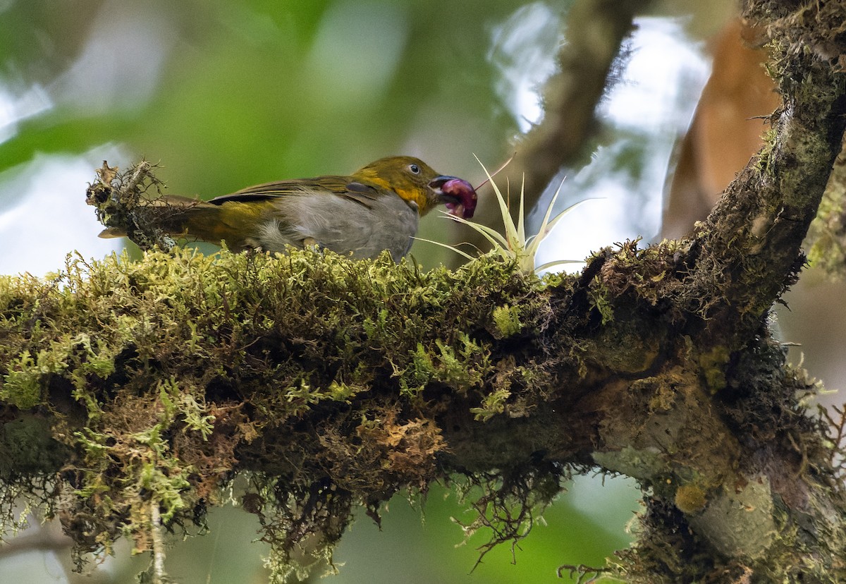 Short-billed Chlorospingus - David F. Belmonte