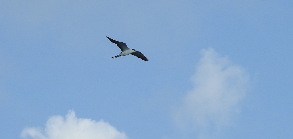 Sooty Tern - ML623538125