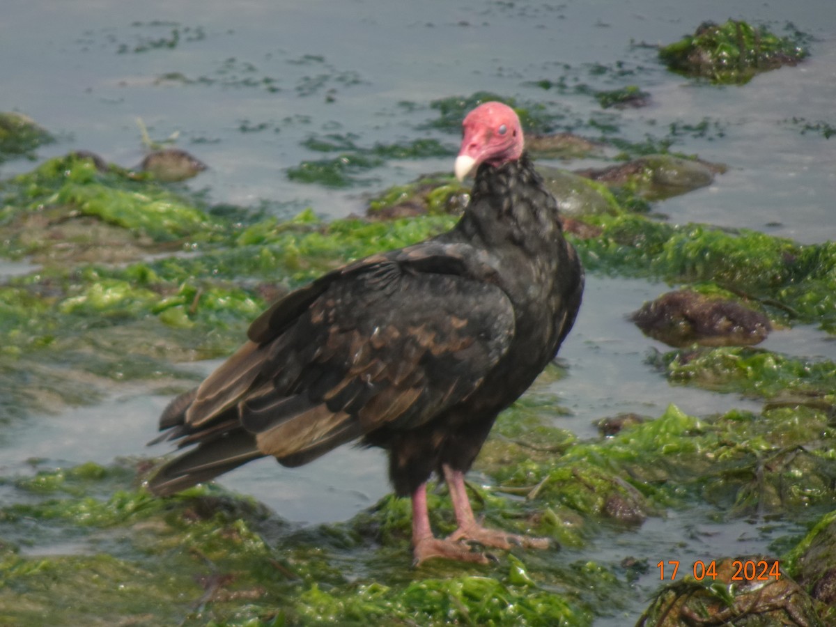 Turkey Vulture - ML623538173